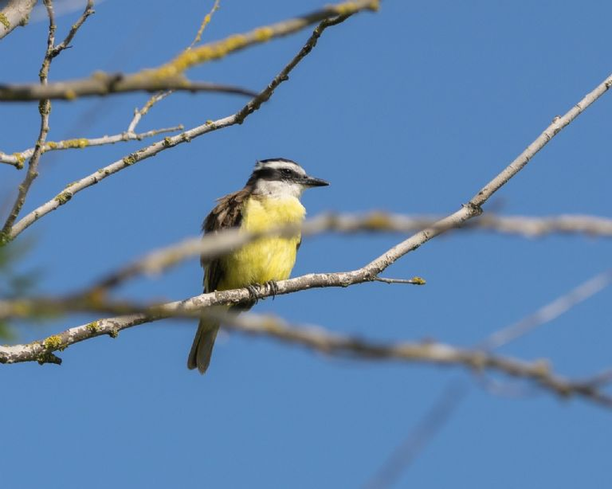 Este pájaro tiene un plumaje particular e inconfundible.