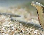 les saco una foto a sus hijos sin observar que habia una serpiente cerca de ellos les saco una foto a sus hijos sin observar que habia una serpiente cerca de ellos
