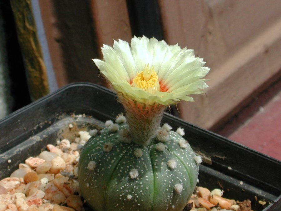 Asterias de Astrophytum