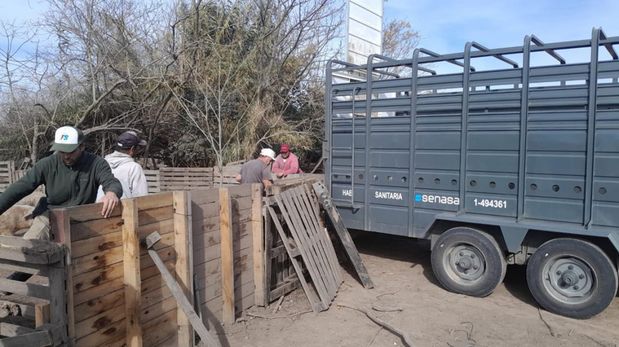 Provincia dispuso medidas preventivas en el establecimiento de Ibarlucea luego de que las tareas de trazabilidad confirmaran que el foco de contagio se originó en un animal salido de ese lugar.
