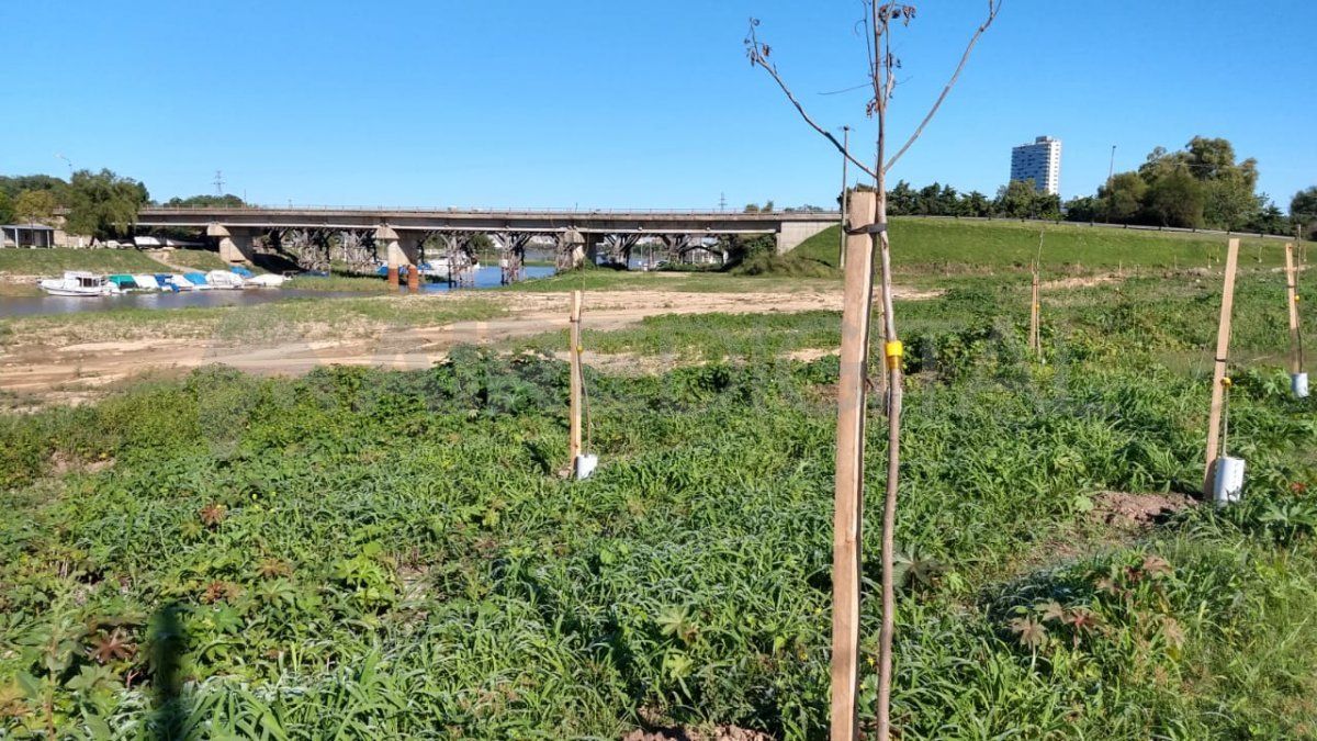 El predio está siendo reforestado luego de la intimación del gobierno.