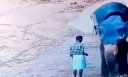 impactante video: un hombre murio luego de que un elefante lo aplastara impactante video: un hombre murio luego de que un elefante lo aplastara