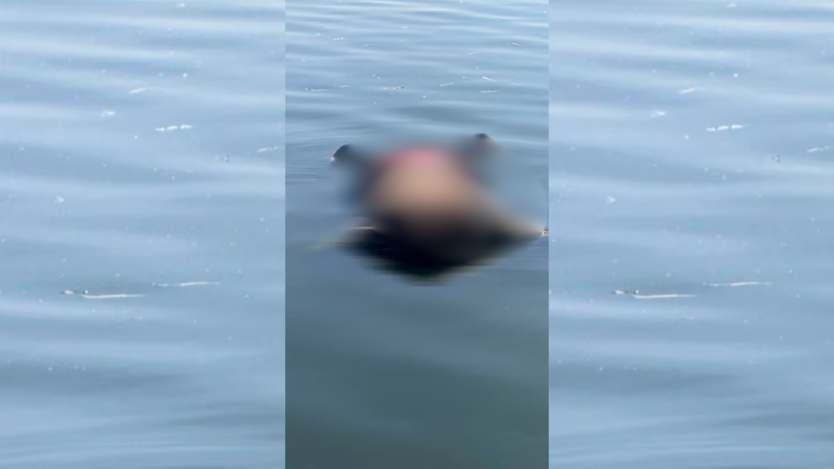 El cuerpo fue encontrado flotando en la laguna ubicada al costado del Aeroclub La Plata. El cuerpo fue encontrado flotando en la laguna ubicada al costado del Aeroclub La Plata.