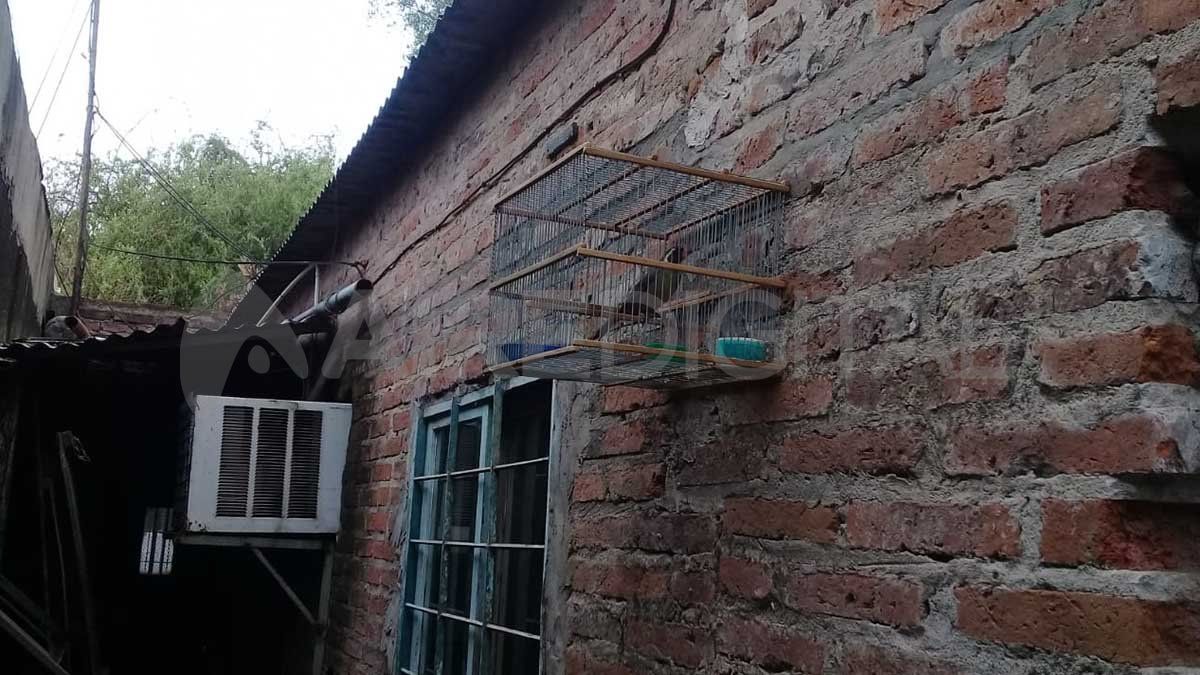 Rescataron más de 12 aves e incautaron 20 jaulas.