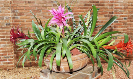 Bromelia, la planta exótica que transforma tu casa. Bromelia, la planta exótica que transforma tu casa.