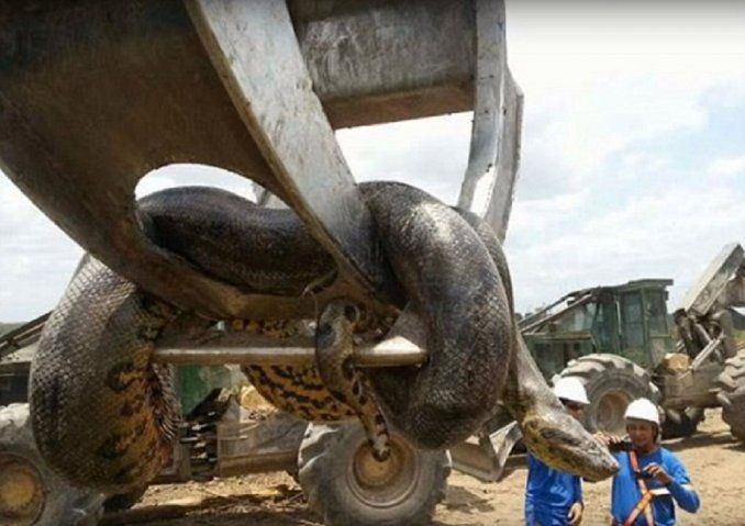 Trabajaban en una obra y encontraron una anaconda de 400 kg