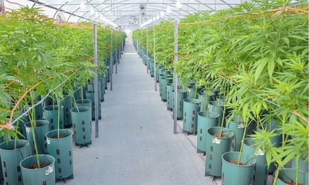 El Ministerio de Producción, Ciencia y Tecnología fue sede de un encuentro informativo sobre investigación y desarrollo productivo de cannabis medicinal en Santa Fe. El Ministerio de Producción, Ciencia y Tecnología fue sede de un encuentro informativo sobre investigación y desarrollo productivo de cannabis medicinal en Santa Fe.