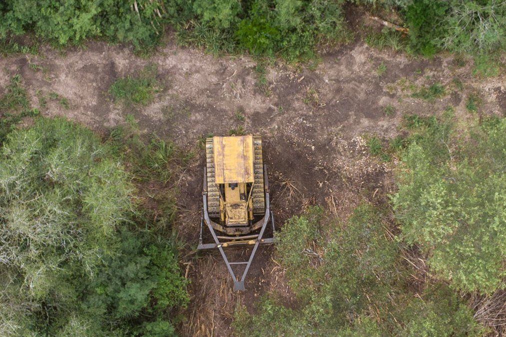 Los bosques de Chaco son una de las zonas más afectadas por el avance de la deforestación. Los bosques de Chaco son una de las zonas más afectadas por el avance de la deforestación.