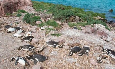 se conocio el veredicto contra el ganadero acusado de la matanza de pingüinos en punta tombo se conocio el veredicto contra el ganadero acusado de la matanza de pingüinos en punta tombo