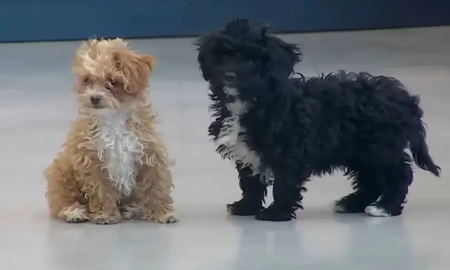 Qué fue de la vida de Caramelo, el perrito de Gran Hermano Qué fue de la vida de Caramelo, el perrito de Gran Hermano