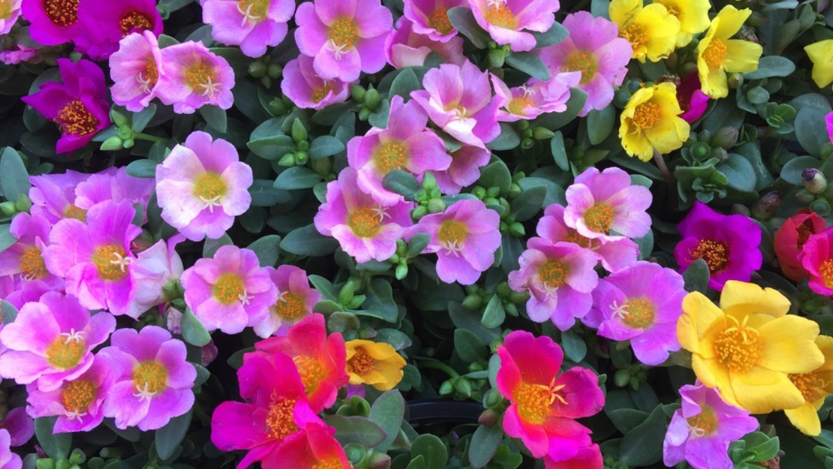 Portulaca, la planta de maceta.