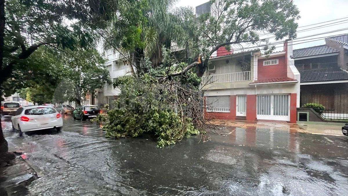 Una rama se quebró y cayó sobre el asfalto en inmediaciones de Santiago del Estero y Rivadavia. Una rama se quebró y cayó sobre el asfalto en inmediaciones de Santiago del Estero y Rivadavia.