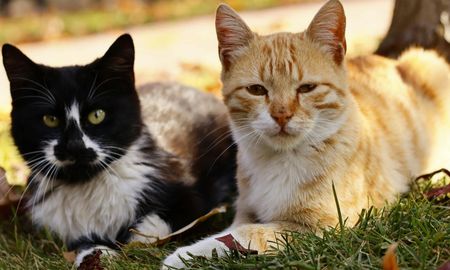 Los cambios en el comportamiento y la salud pueden indicar que un gato está en sus últimos días. Los cambios en el comportamiento y la salud pueden indicar que un gato está en sus últimos días.