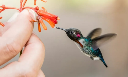 Cuál es el colibrí más pequeño del mundo Cuál es el colibrí más pequeño del mundo