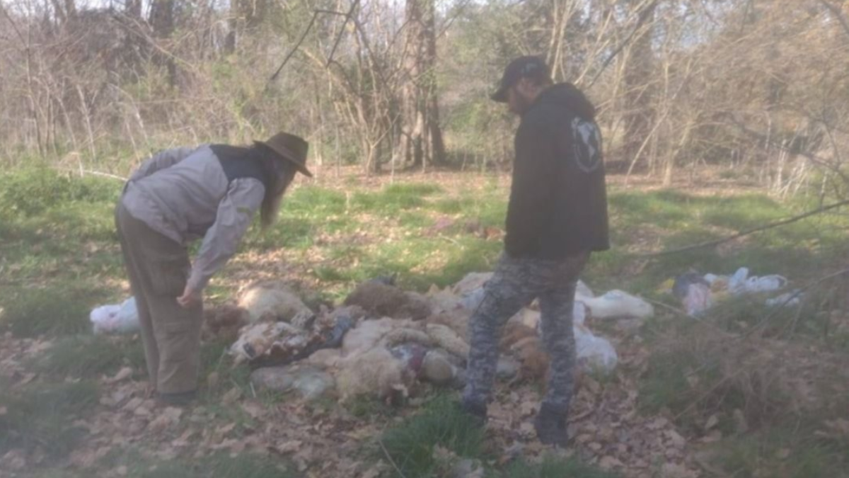 Perros, ovejas y cerdos decapitados en el Parque Pereyra Iraola. Perros, ovejas y cerdos decapitados en el Parque Pereyra Iraola.