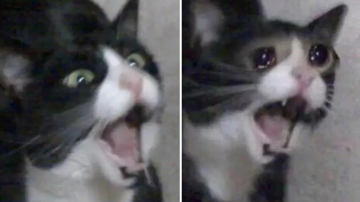 Murió la gata que grita de los memes