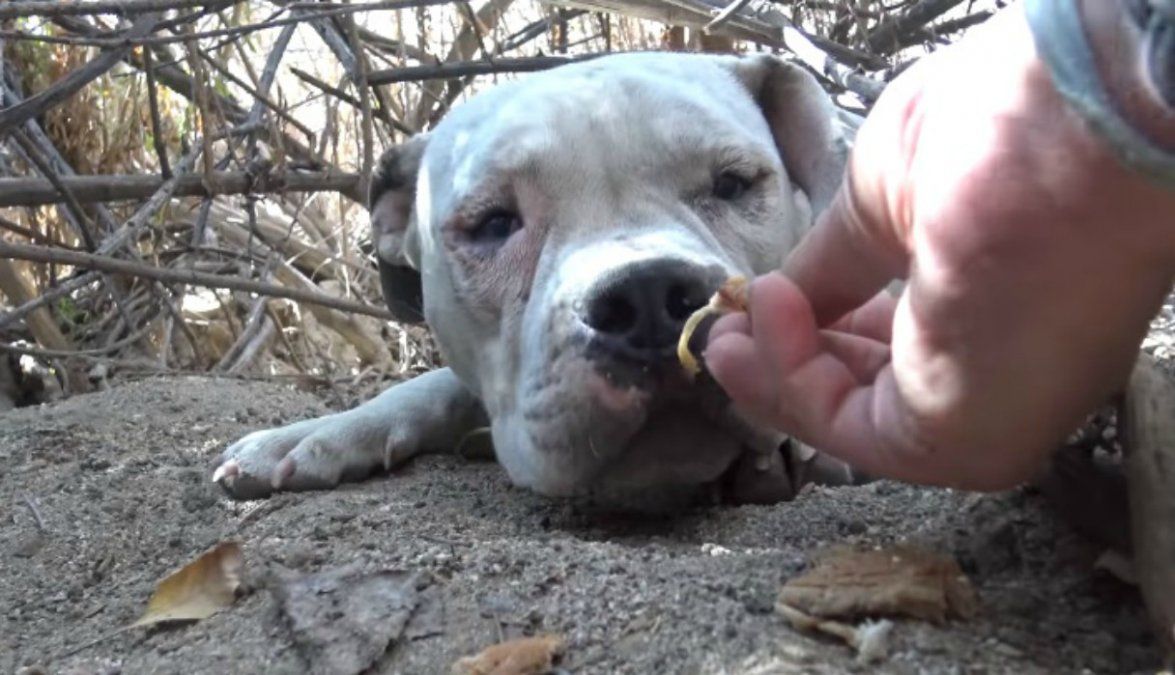 El historia viral del perro que conmovió.