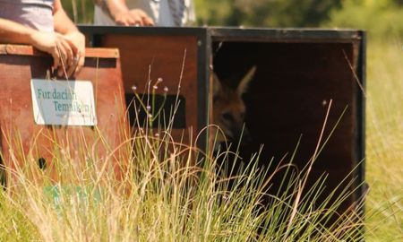 El aguará guazú es una especia amenazada por la acción humana, que degrada su hábitat o lo tiene como presa de caza y víctima de atropellos. El aguará guazú es una especia amenazada por la acción humana, que degrada su hábitat o lo tiene como presa de caza y víctima de atropellos.