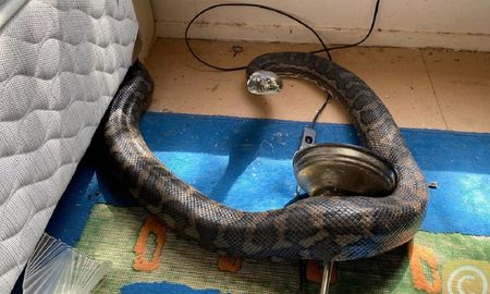 Una de las pitones encontradas en el interior de una casa en Laceys Creek, Australia. Una de las pitones encontradas en el interior de una casa en Laceys Creek, Australia.