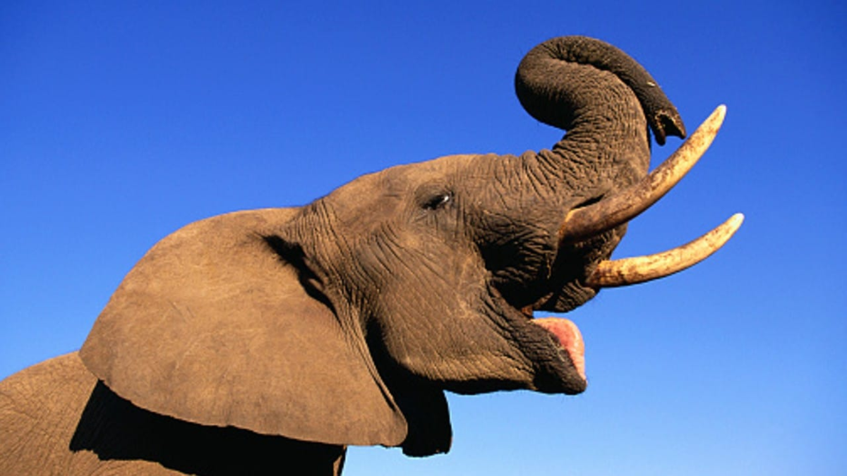 Un elefante mató a una mujer de 70 años, pero no conforme con lo sucedido, el animal acudió al funeral de la septuagenaria y aplastó el cadáver.