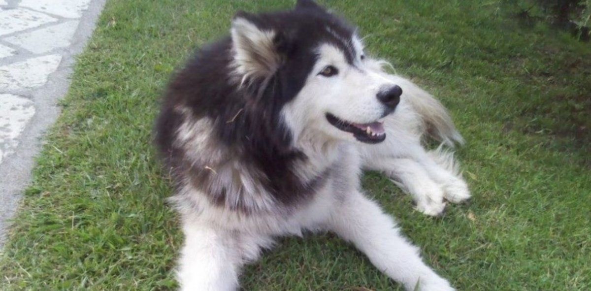 Después de seis años encontró a su perra robada en Mar del Plata