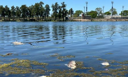 Parque del Sur: mortandad de peces y posible contaminación del lago preocupan a vecinos y ONGs. Parque del Sur: mortandad de peces y posible contaminación del lago preocupan a vecinos y ONGs.
