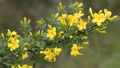 Las mejores plantas para cultivar en el otoño 2025