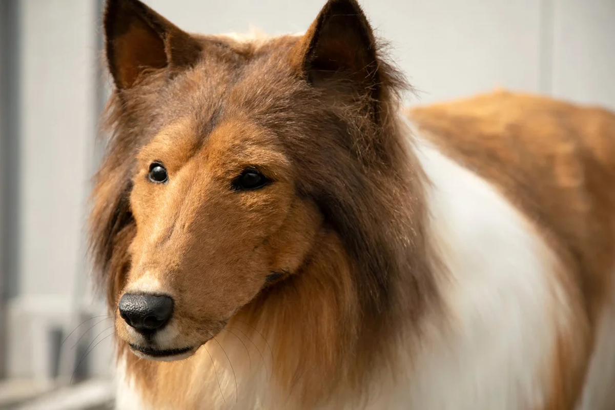 El protagonista de esta historia, que es un amante de los perros, gastó 12.500 libras esterlinas por un disfraz ultrarrealista para vivir como un animal, informa Daily Mail. 