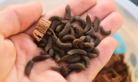 grillos, moscas y tucuras: como convertir insectos en alimento para el ganado