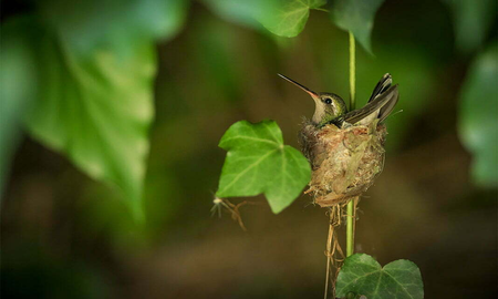 Dónde anida el colibrí Dónde anida el colibrí