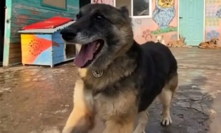 final feliz para aloe: asi luce hoy la perrita cubierta de brea que fue salvada final feliz para aloe: asi luce hoy la perrita cubierta de brea que fue salvada