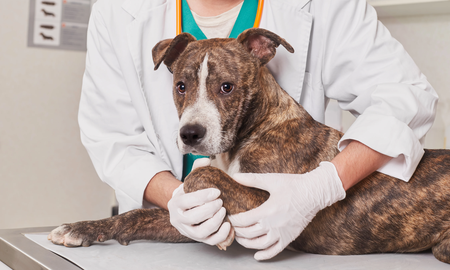 Fisioterapia de animales: ¿por qué la necesitan? Fisioterapia de animales: ¿por qué la necesitan?