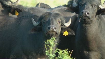 Búfalos en los humedales de Entre Ríos: ganadería sostenible y carne de calidad