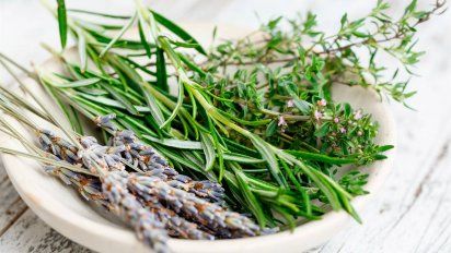 Plantas que atraen energía positiva en cualquier parte del hogar