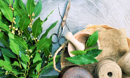 Ubicar el laurel en puntos estratégicos del hogar ayuda a atraer oportunidades y mejorar la economía. Ubicar el laurel en puntos estratégicos del hogar ayuda a atraer oportunidades y mejorar la economía.