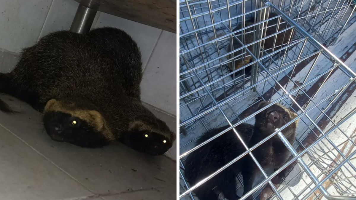 Los hurones fueron rescatados y liberados en una zona silvestre aledaña al shopping.