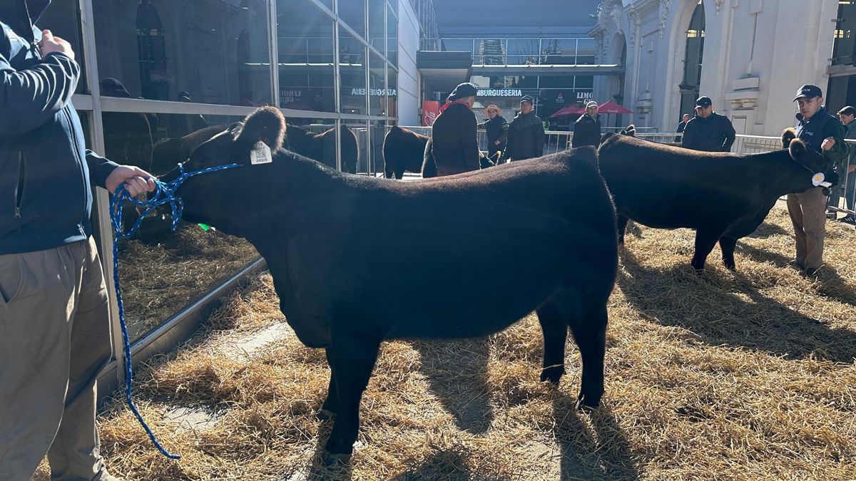 Así preparan los animales antes de ingresar a la pista: limpieza, peinado y productos especiales para resaltar sus características. Así preparan los animales antes de ingresar a la pista: limpieza, peinado y productos especiales para resaltar sus características.