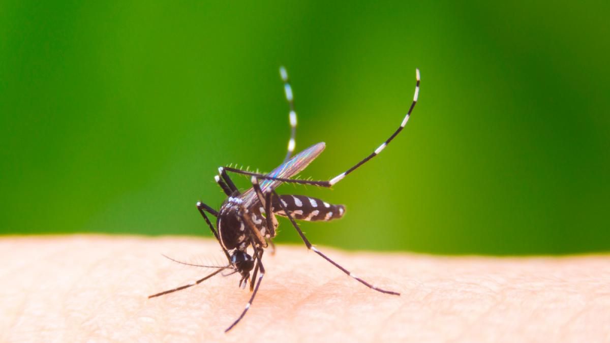 Los cinco casos fueron detectados en Alto Verde.&nbsp;