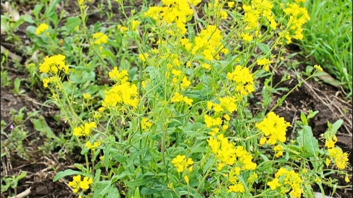 Brassica rapa L. ya había confirmado resistencia a glifosato