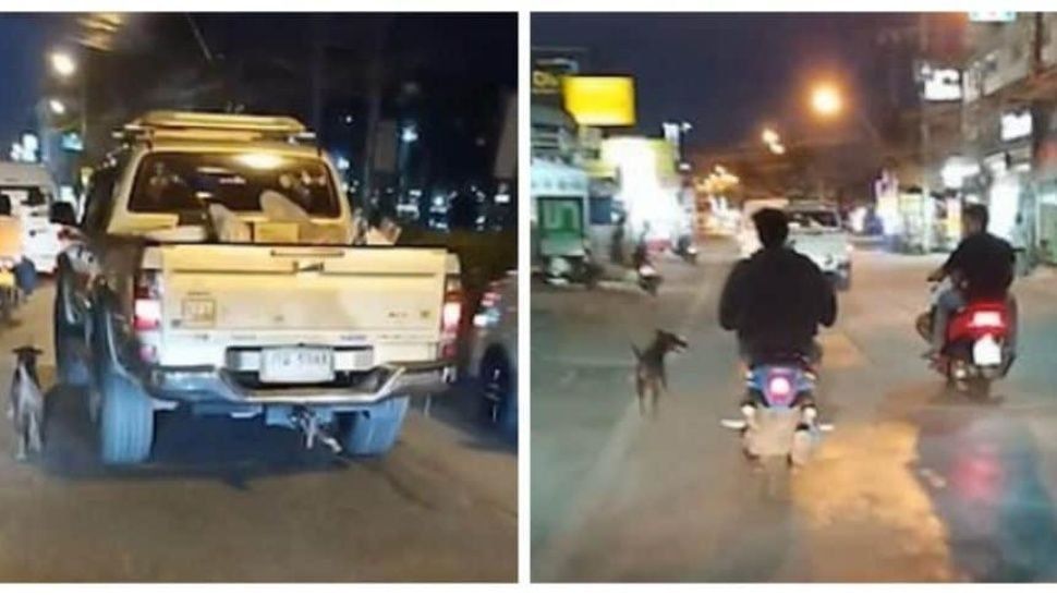 Perro corre detrás de camioneta luego de que lo abandonaran