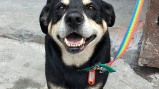 La historia de Negro el perro que se viralizó por su Curriculum Vitae: En busca de una familia para siempre