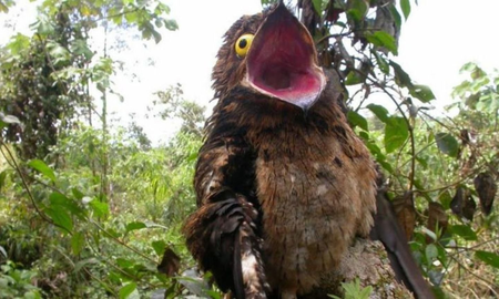 Un pájaro fantasma apareció en una ciudad de Salta y su leyenda vaticina lo peor para Argentina Un pájaro fantasma apareció en una ciudad de Salta y su leyenda vaticina lo peor para Argentina