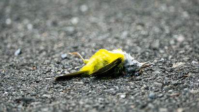 Qué significa soñar con pájaros muertos