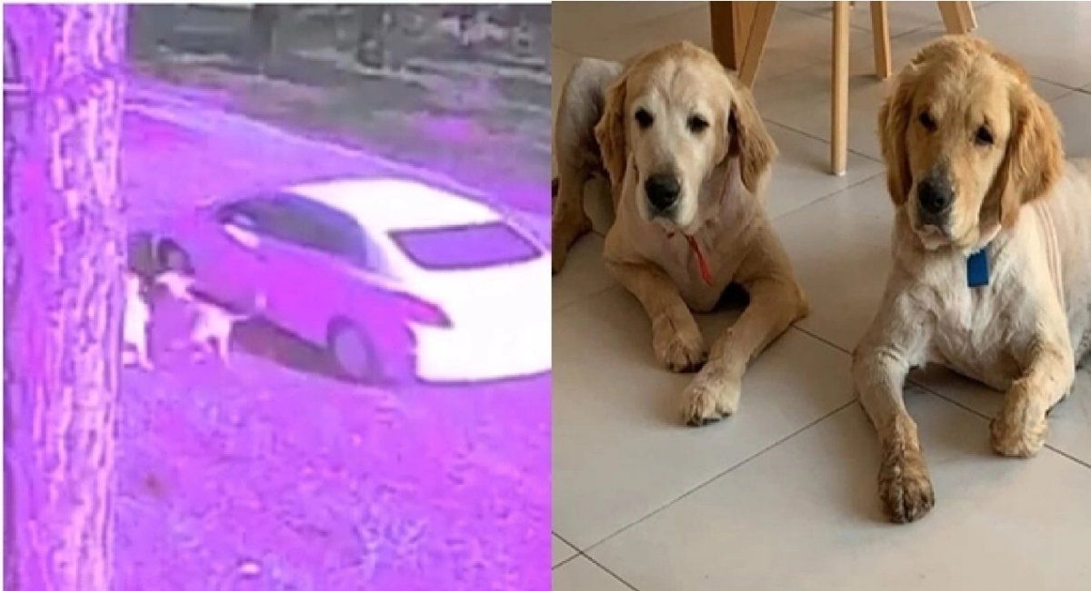 Viajó hasta un campo con sus perros en el baúl y los abandonó