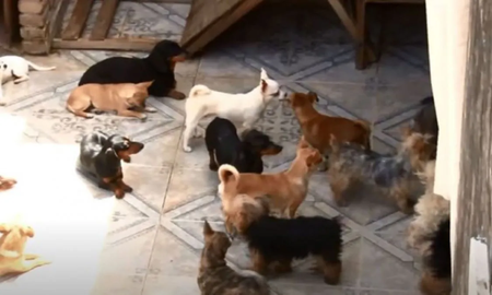 Rescatan 199 perros de un domicilio que funcionaba como criadero clandestino Rescatan 199 perros de un domicilio que funcionaba como criadero clandestino