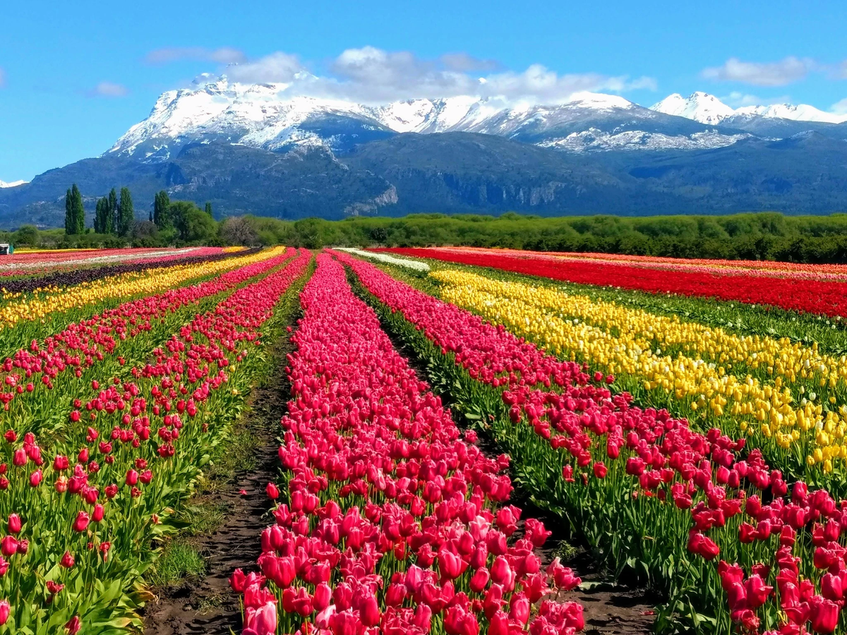 Campo de Tulipanes