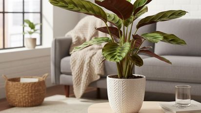 Ni jazmín ni lengua de suegra: la planta que transforma cualquier casa con su color y resistencia