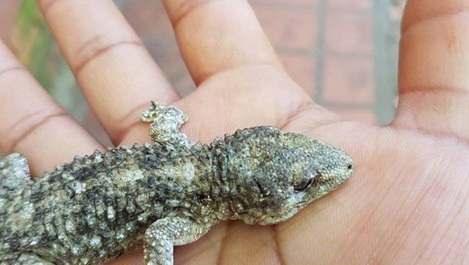 Las lagartijas invaden la Capital y el GBA, y cada vez son más grandes