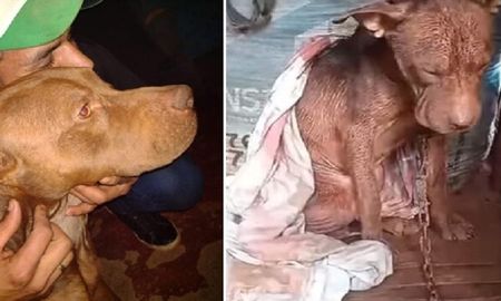 Un joven se llevó el perro de un vecino cansado de que lo maltrate Un joven se llevó el perro de un vecino cansado de que lo maltrate