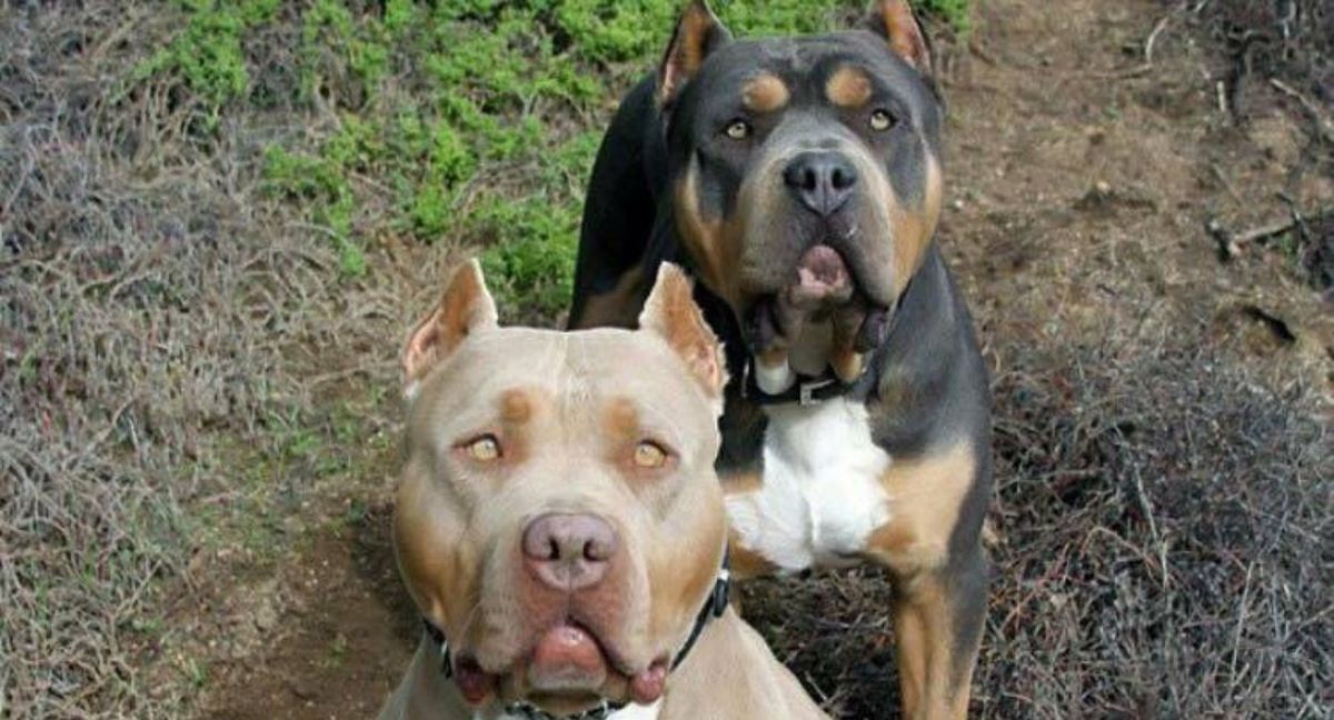 Una mujer liberó a sus perros pitbull para impedir que la detuvieran. Una mujer liberó a sus perros pitbull para impedir que la detuvieran.
